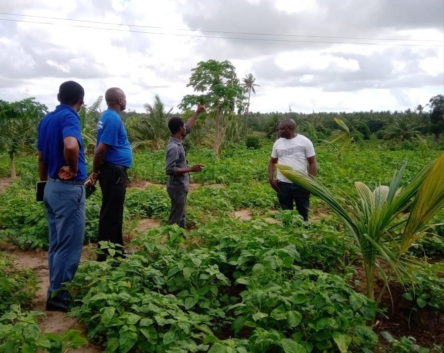 Successfully Monitoring Hybrid Coconuts Introduced in Kenya