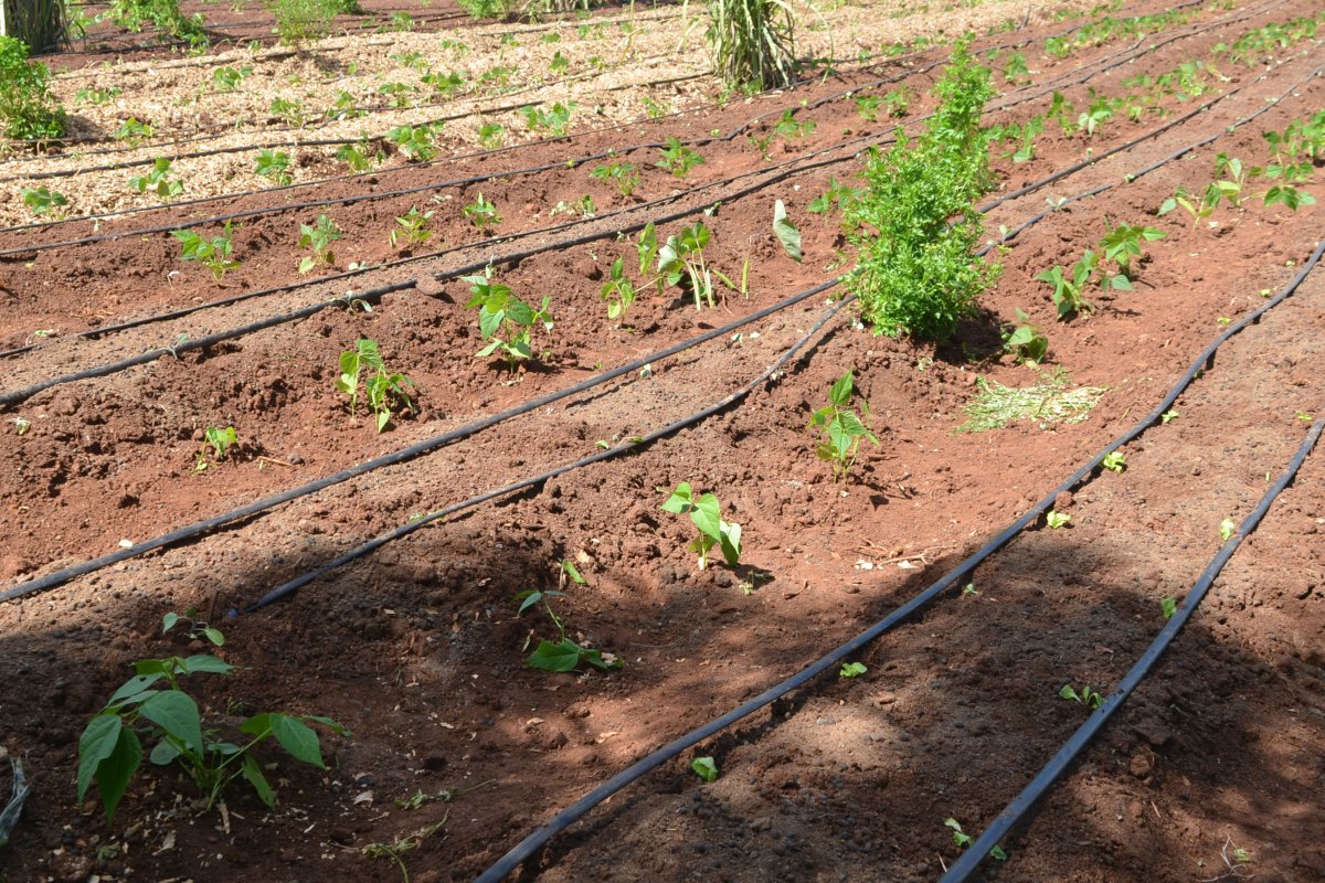 Kenya adopts a new technology to enhance coconut growth