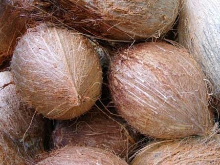 MESPT testing Indian coconut varieties that grow everywhere