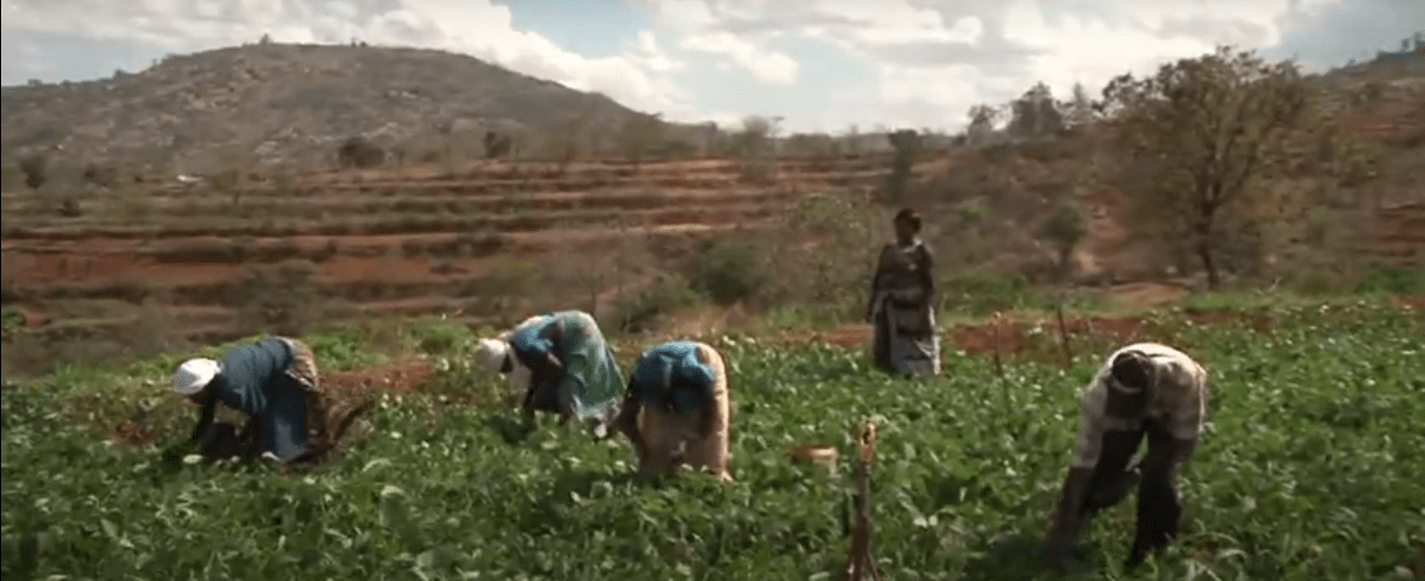 Strengthening food safety systems across Kenya