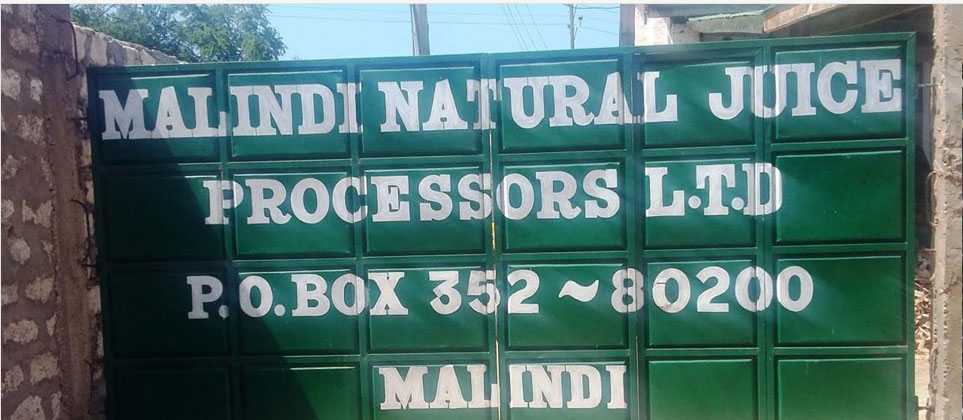 Malindi Firm Finds Footing In Mango Processing