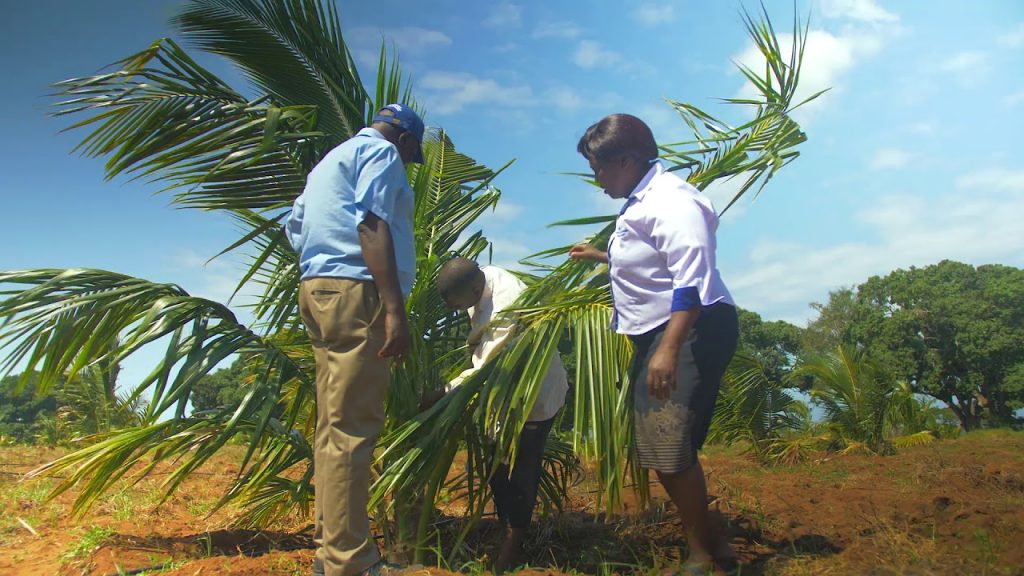 KALRO Matuga partnership with MESPT on Hybrid Coconut Project