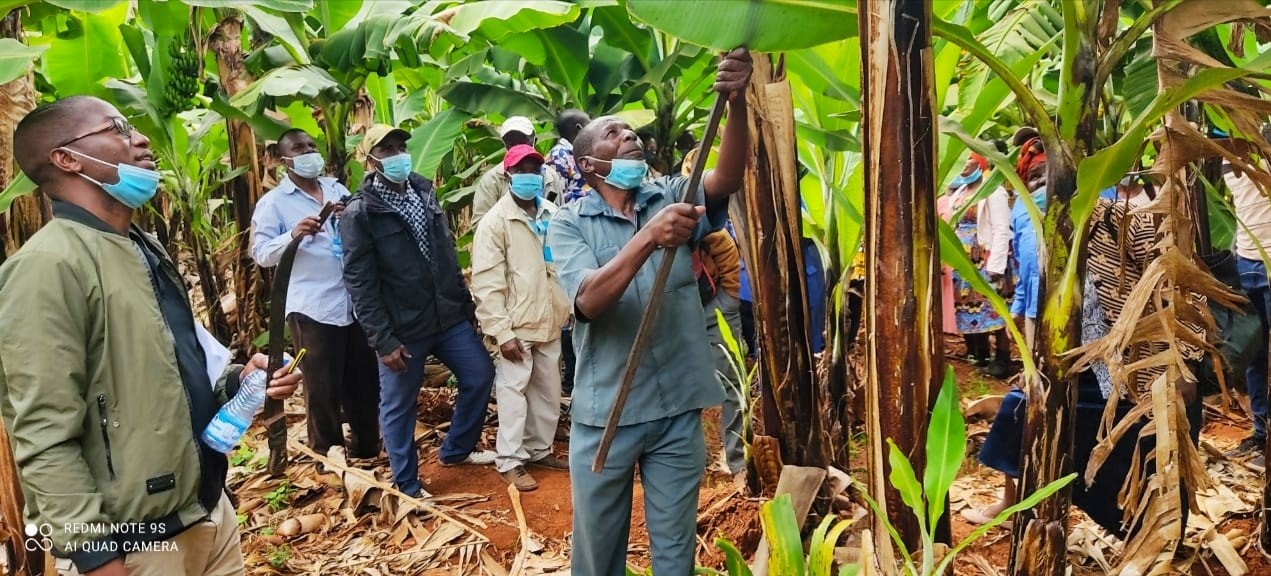 MESPT DMDP Banana Project Receives Additional Funding For Greening Initiatives