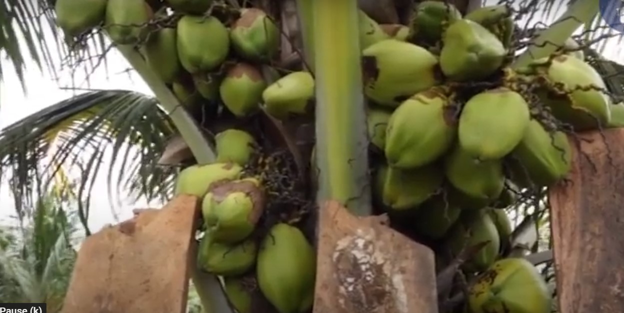 1st Highbrid Coconuts Harvesting in Kilifi News