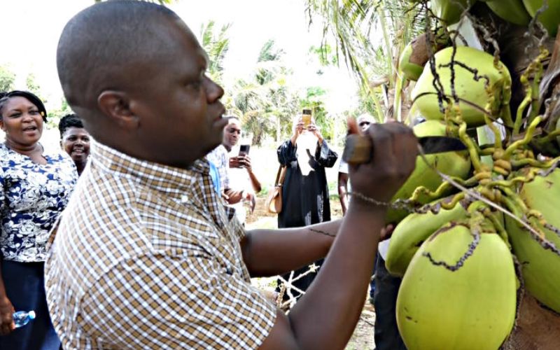 Kenya Reaps Big From  Coconut Trees Planted in 2019