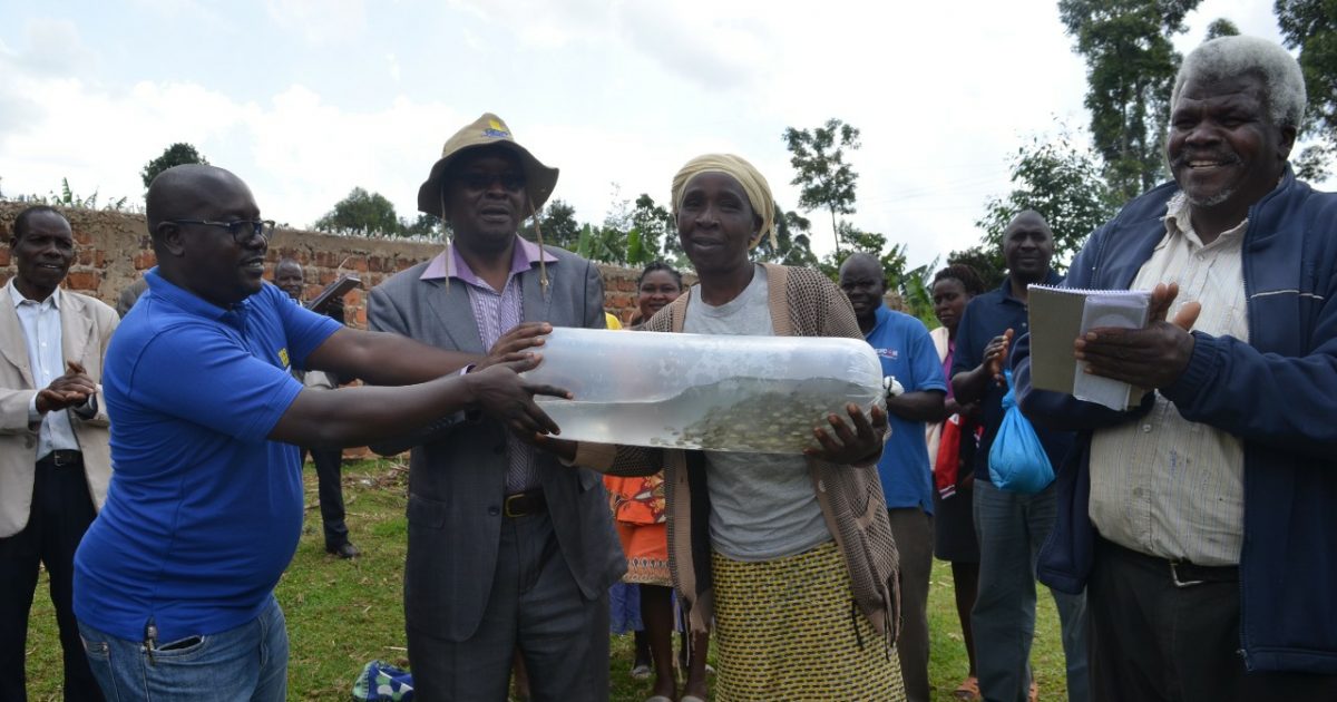 GEAP programme support to Aquaculture in Kisii county by Distribution of Fingerings