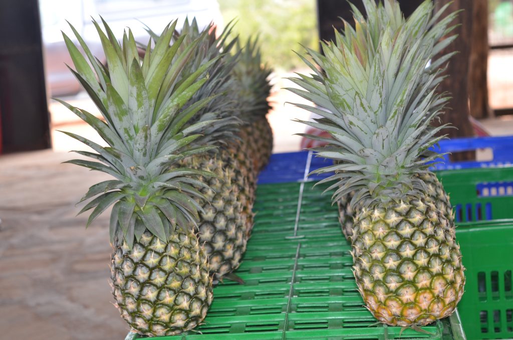 Status and Challenges Facing Pineapple (Ananas comosus) Production in Magarini Sub-County of Kilifi County in Coastal Kenya