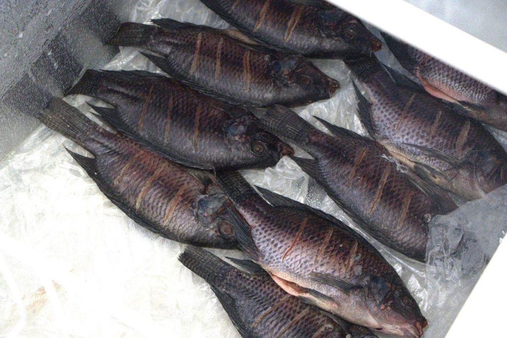 Solar Freezer Transformed Fish Farming in Mumunyonzo