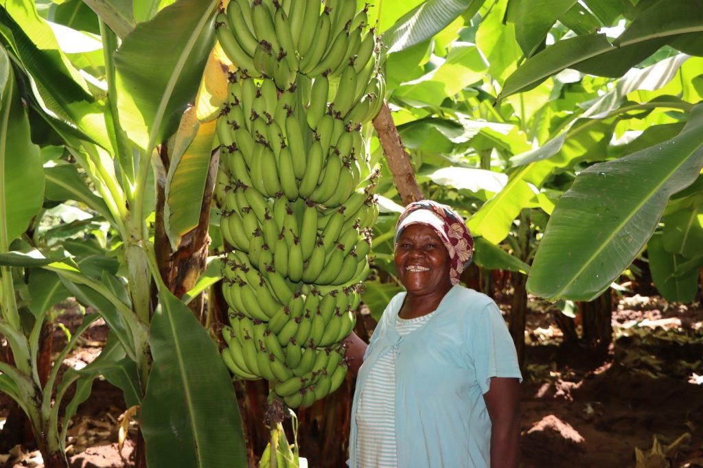 Learning Paper On The Use Of Credit Seedlings Model To Boost Tissue Culture Banana Plantings
