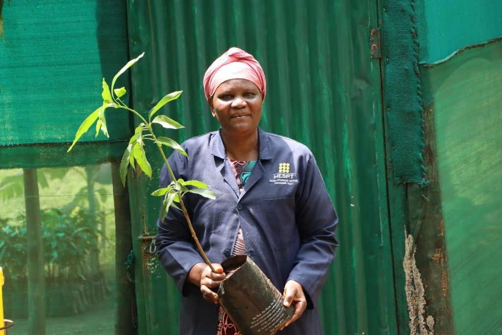 Learning Paper On The Use Of Existing Nursery Operators To Improve Banana Seedling Supply