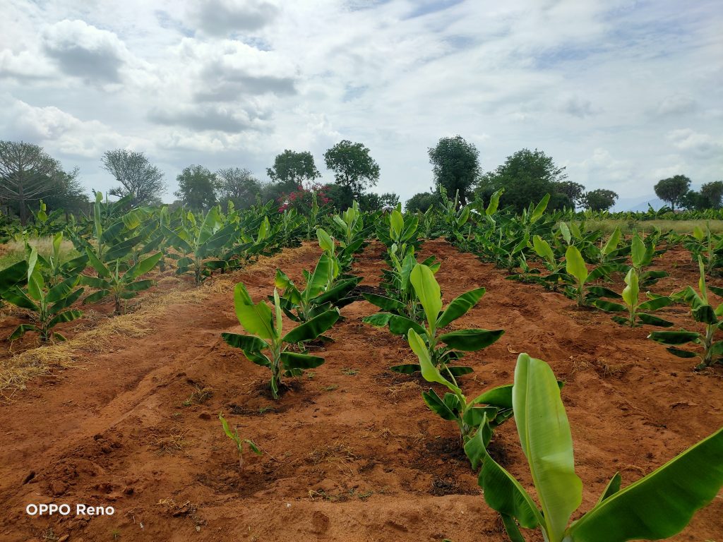 Journal – High Density Banana Production in Taveta County Kenya