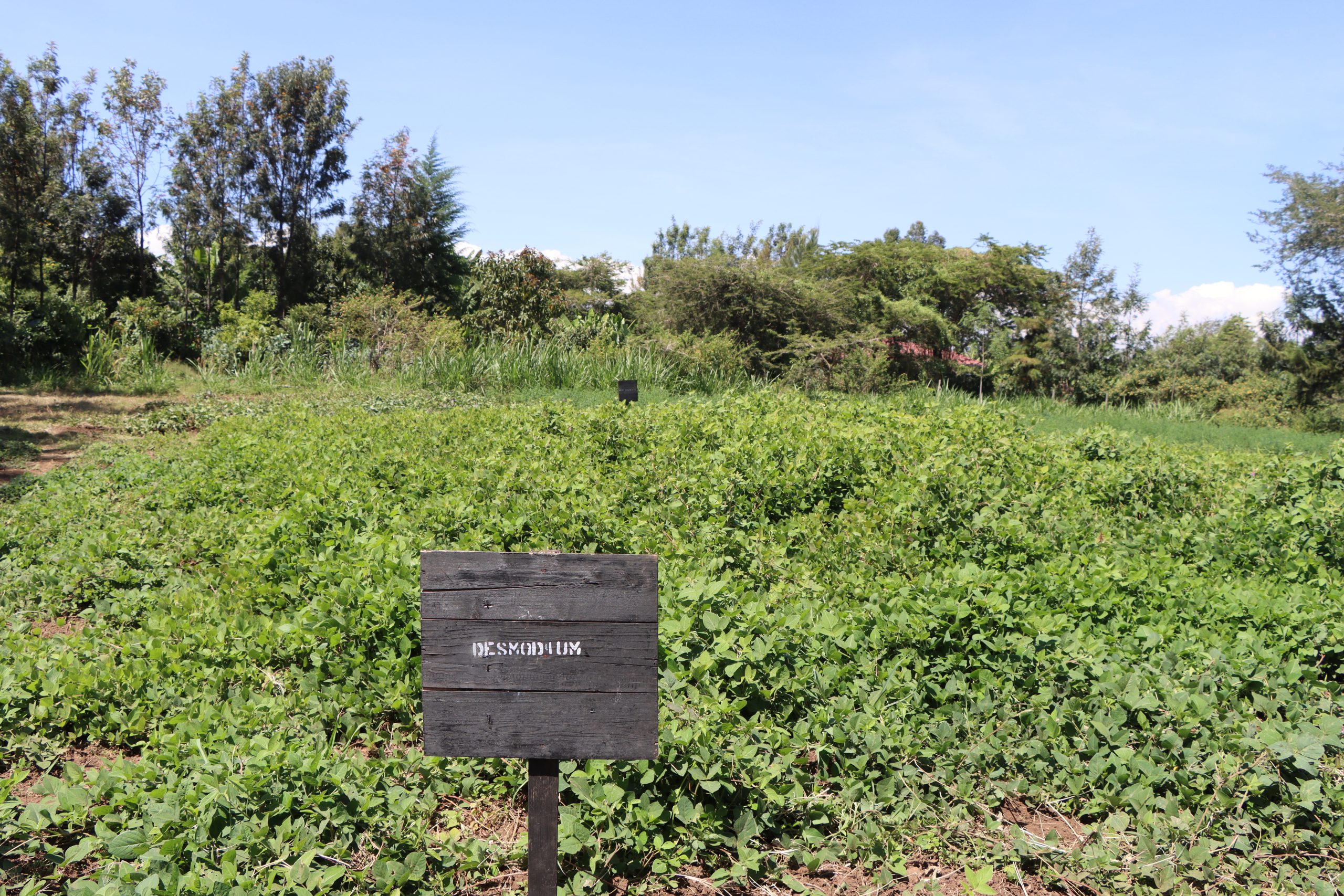 How On-Farm Fodder Production Revolutionized Dairy Production In Rongai In Nakuru County