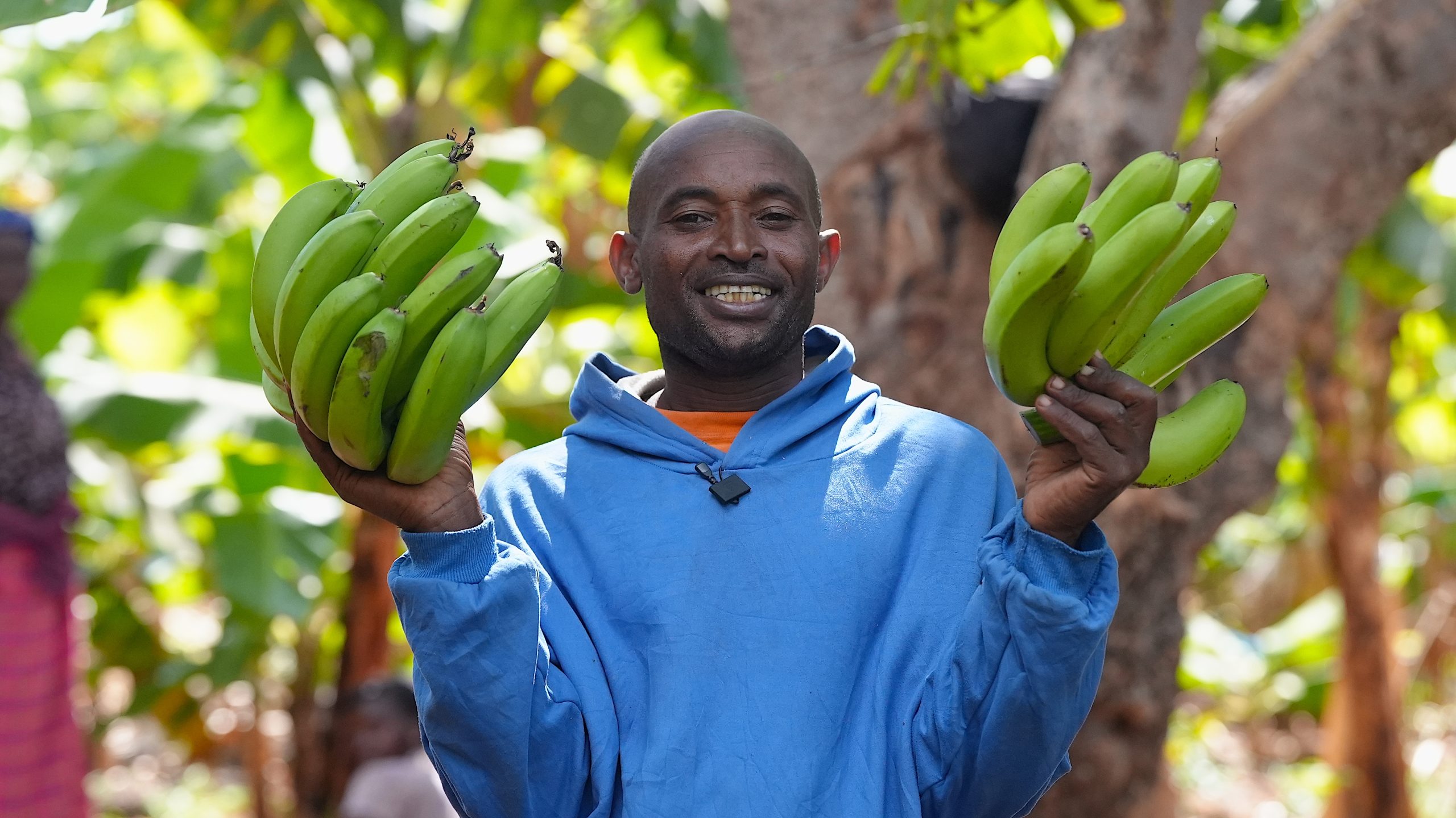 Organic Banana Farming in Taveta