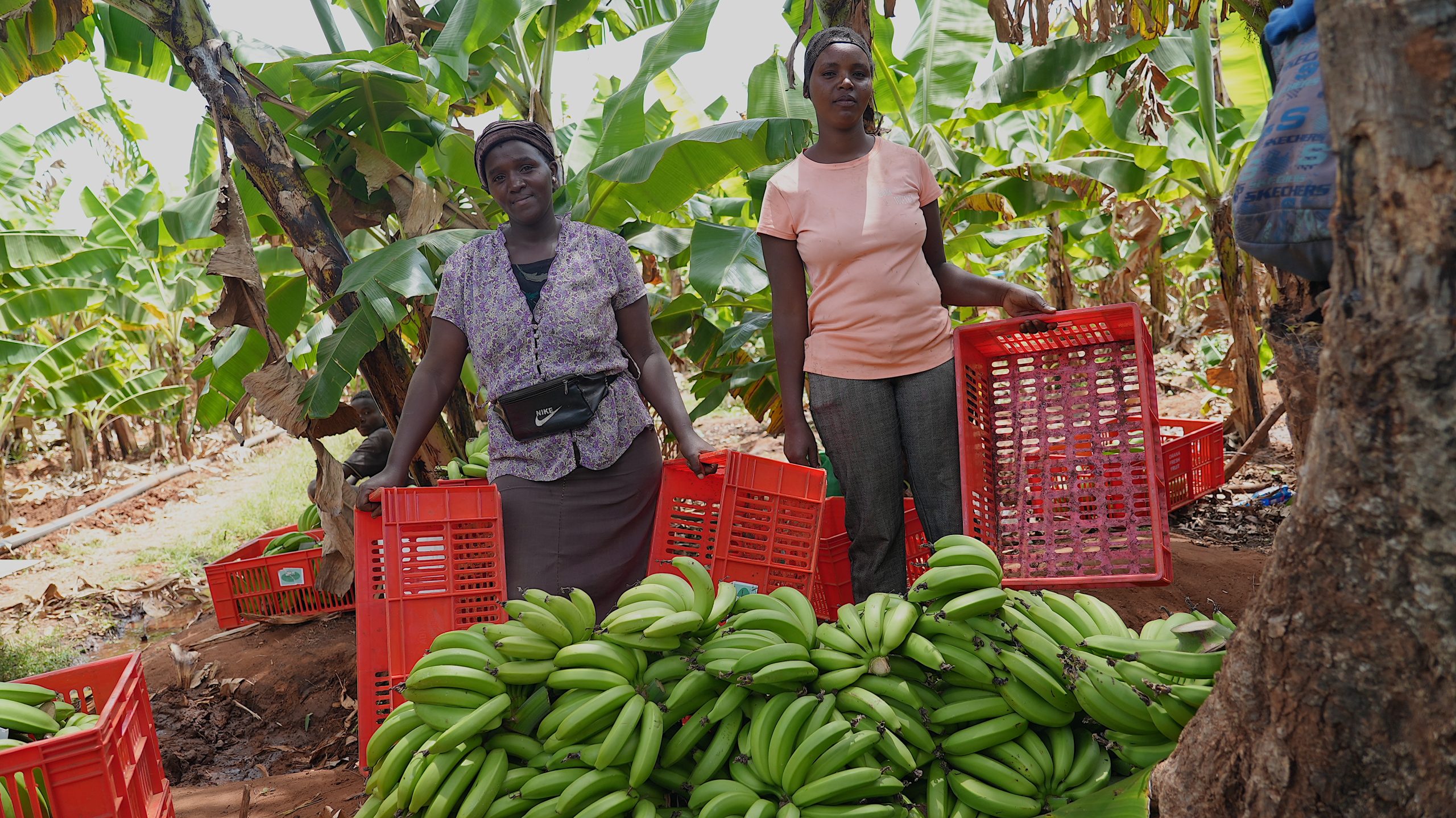 Youth Inclusion in the Banana Value Chain – Jobs Created